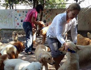 Abandoned dogs find home in US