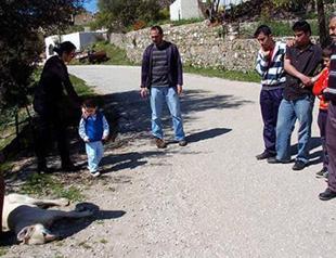 20 dogs killed by poison in western Turkey