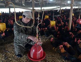 Iraqis ban poultry imports from 24 states