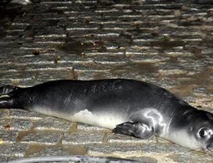 Baby seal shelters from snow in Antalya marina