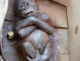 Baby ape recovers after ordeal