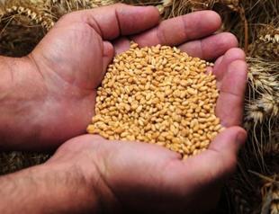 Turkey sees record high wheat production levels but keeps importing due to low quality