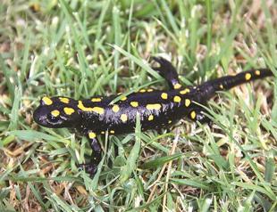 Spotted salamander found in Malatya