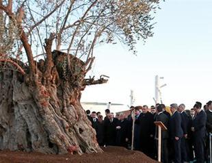 Erdoğan transplants Turkey’s oldest olive tree for ‘green life expo’