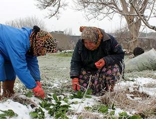Turkish farmers happy with snowfall