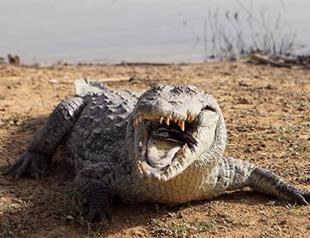 Australia pushes to boost crocodile exports