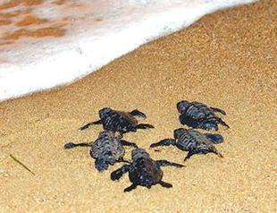 Turtles reach sea off Turkey’s coasts