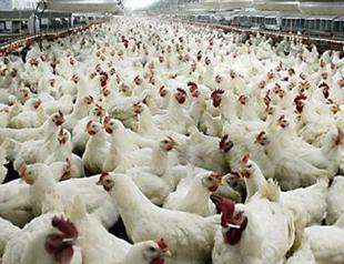Russia to send 23 tons of chicken back to Turkey