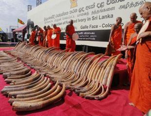 Sri Lanka destroys giant illegal ivory haul