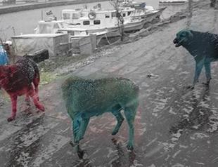 Dogs found colorfully painted near Istanbul factory