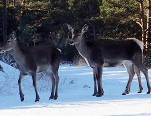 Red deer population rising