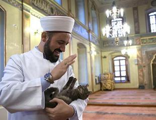 Stray cats make their home in historic Istanbul mosque