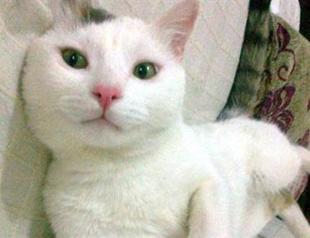 Turkish man jailed for rape attempt prevented by ‘heroic’ cat