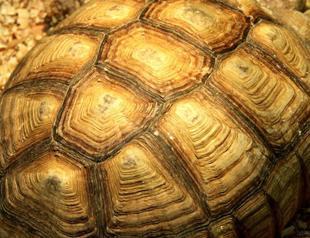 Slow food: Study says prehistoric people feasted on turtles