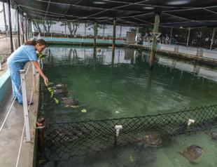 Sea turtles with tumors fill Florida hospital