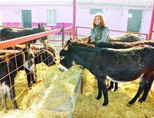 Donkey prices rise as demand in their milk jumps