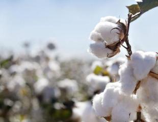 US cotton imports damaging Turkish production: Probe
