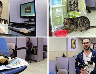 Internet cafe in western Turkey risks closure over hosting stray cats