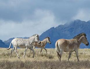 South Africa revives extinct zebra subspecies