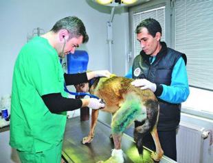 Turkey fined animal abusers 1.2 million liras in 2015: Ministry