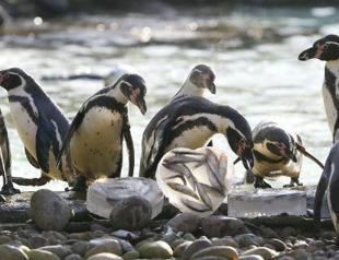 150,000 Antarctica penguins die after iceberg grounding