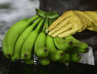 The phantom of the phoenix