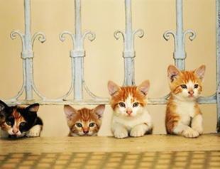 The cat’s meow: New documentary takes on Istanbul’s felines