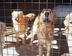 Pedigree dogs abandoned in Turkey to be adopted in England