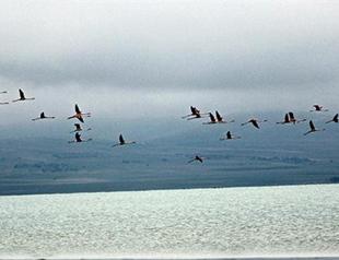 Birds return to Seyfe Lake