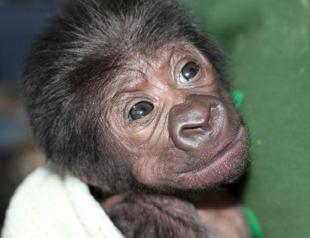 Gorilla born by rare caesarean section delivery at British zoo