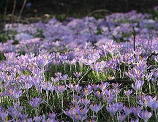 A bunch of crocus for Puduhepa