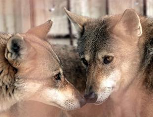 Starving animals up for sale at Gaza zoo