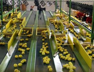 Turkey’s exports of fresh fruit, vegetables declining