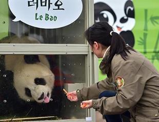 Chinese pandas given by President Xi arrive in S. Korea