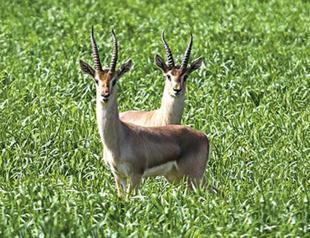 New production station to save rare gazelles from extinction