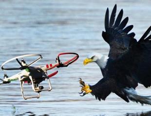 Turkey plans to use eagles against drone threat to civil aviation