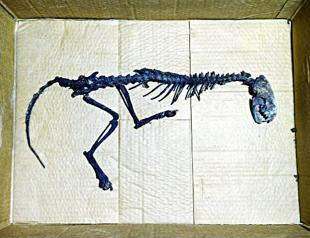 Animal skeleton found in mosque in Turkeys east