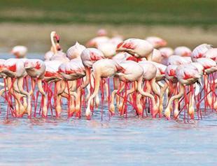 Number of flamingo chicks on rise in İzmir