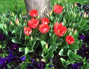 Istanbul municipality pours iced water on early-flowering tulips before festival