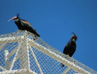 War in Syria prevents bird migration