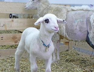 Turkish legislative panel adopts protocol banning human cloning