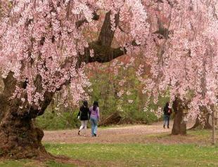 Seven Sacred Species