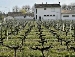 France loses out to Italy as world’s top wine producer