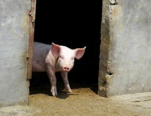 Pig hearts may save human lives: researchers