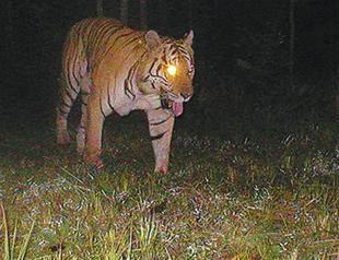 Cambodia to repopulate forests with tigers from abroad