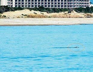 Rare monk seal spotted by students in Antalya