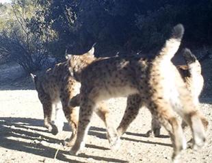 Motion-triggered cameras observe wild life