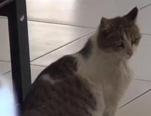 Pregnant cat arrives at family health center to give birth in Turkey’s east
