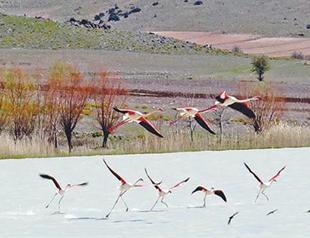 Marble quarries ‘chase’ flamingos from Burdur