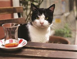 Battle to care for Istanbul’s stray animals continues